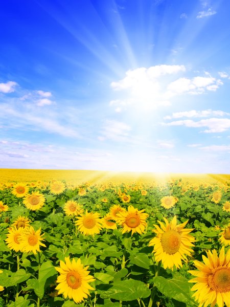 Солнечный день