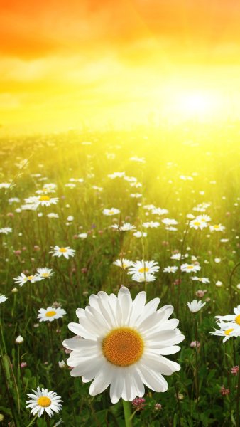 Красивые мыльные пузыри