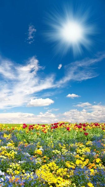 Поляна солнце