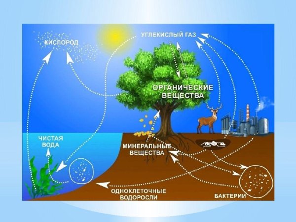 Круговорот веществ и превращение энергии в экосистеме