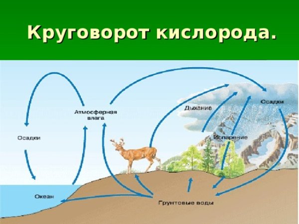 Круговорот кислорода (по е. а. Криксунову и др., 1995)