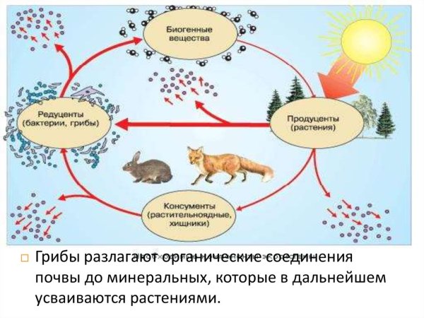 Биологические процессы в круговороте воды