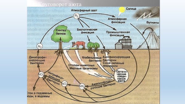 Круговорот химических элементов в биосфере схема