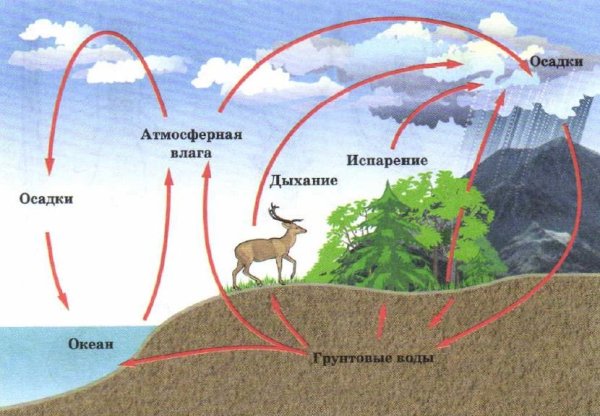 Круговорот воды в природе для детей