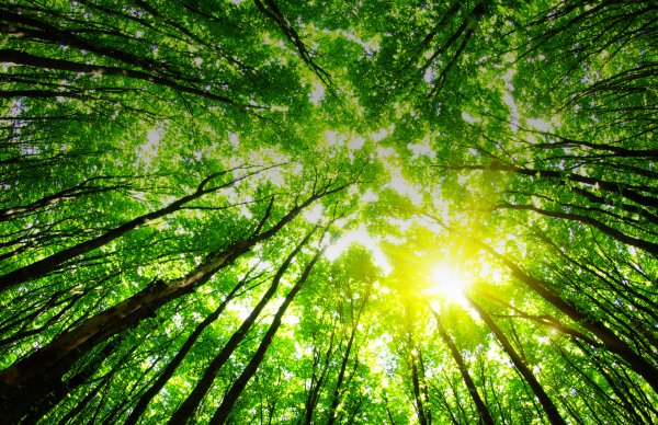 Изумрудный закат