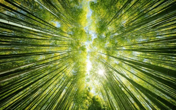 Солнце и зелень