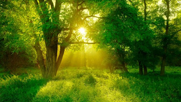 Природа зелень трава