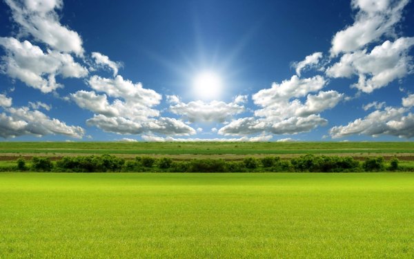 Трава и солнце