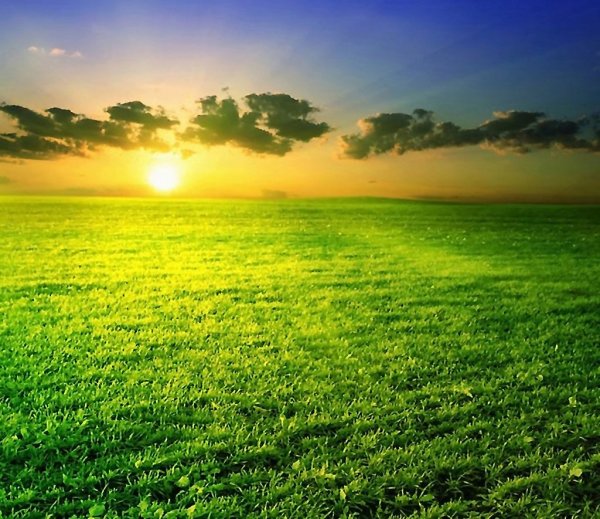 Дерево солнце