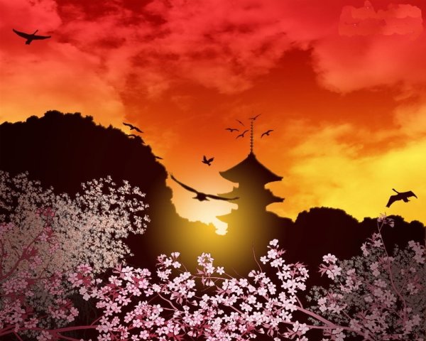 Сакура на закате