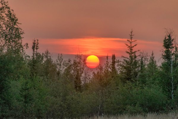 Закат в лесу
