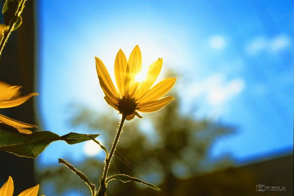 Цветы под солнцем