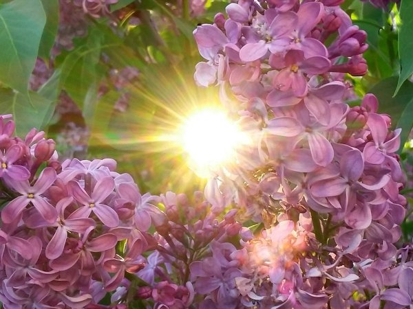 Сирень медовый спас