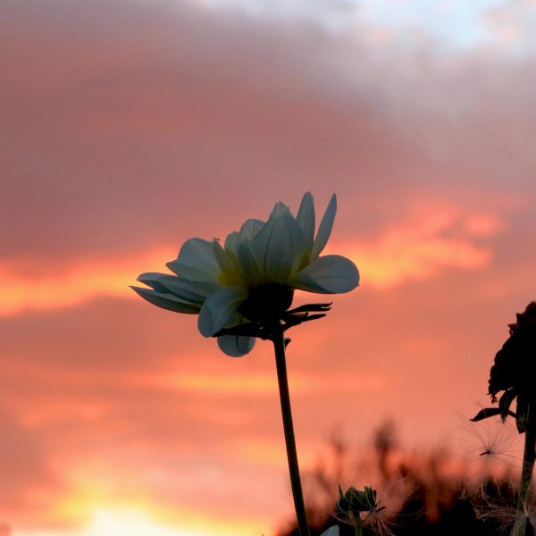 Цветок утренней зари