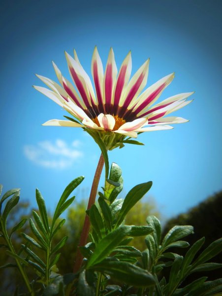 Газания лепестки