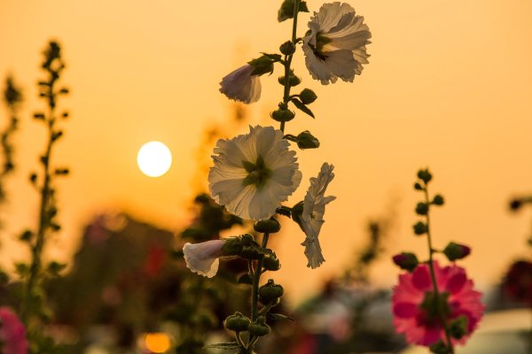 Поле мальвы