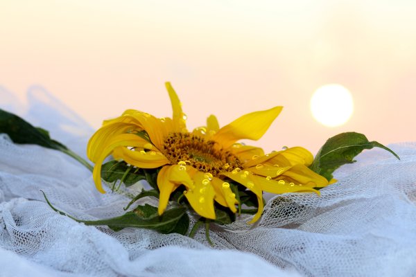 Картинка утро бело желтый