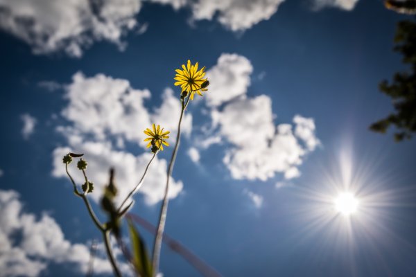 Солнце зацветает