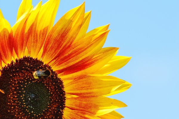 Подсолнух цветок солнца