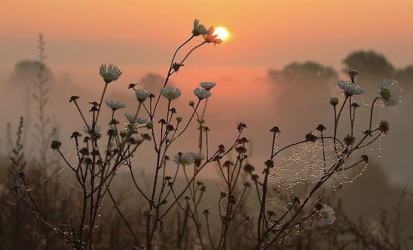 Полевые цветы в тумане
