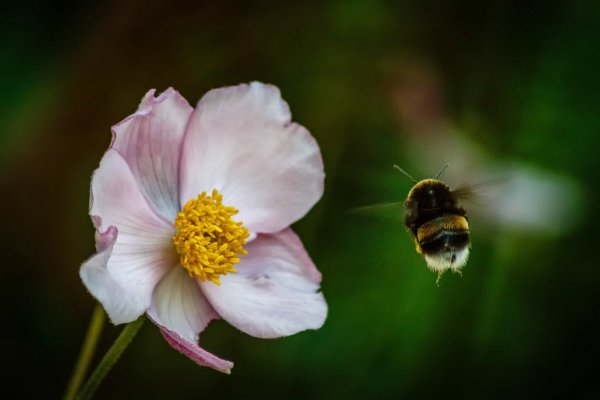 Пыльца на цветах