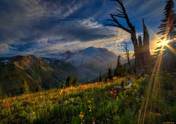 Гималаи лес