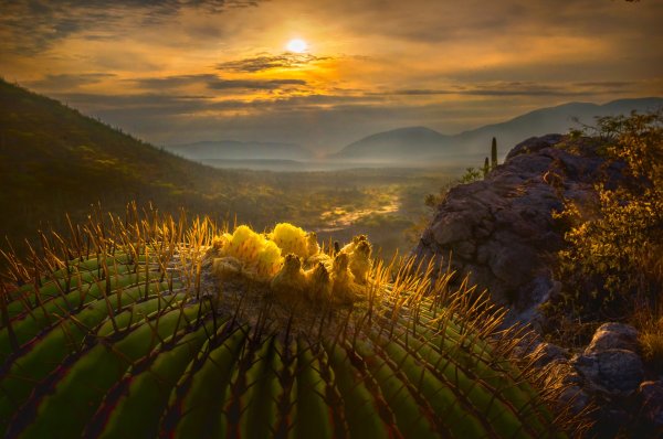 Оранжевый пейзаж