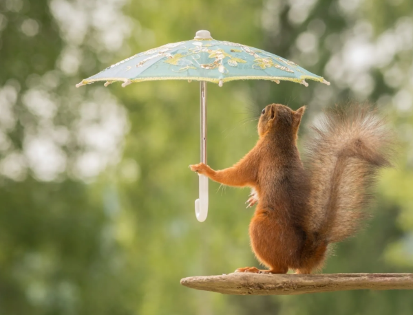 Собака под дождем