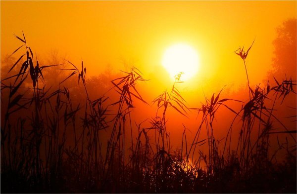 Палящее солнце