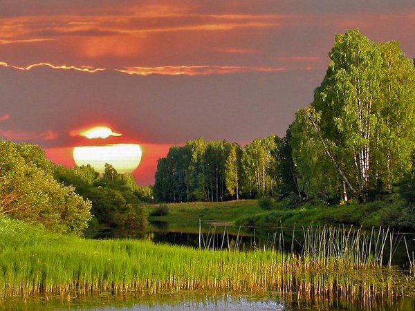 Поле ромашек