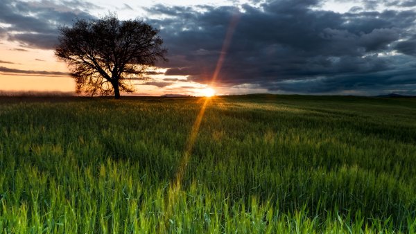 Поле солнце