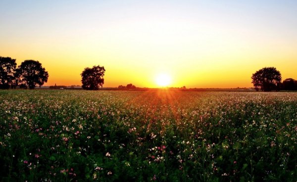 Цветочное поле на закате