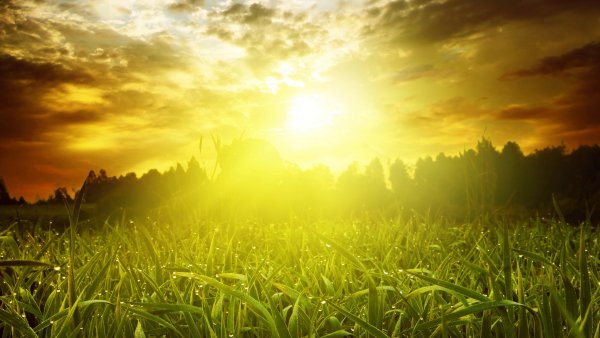 Поле солнце