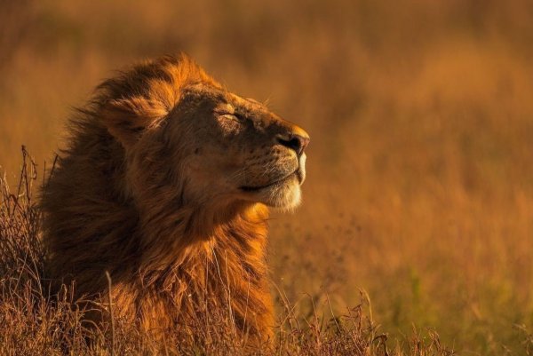 Лев National Geographic