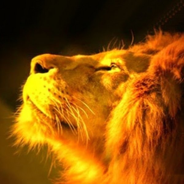 Лев и солнце