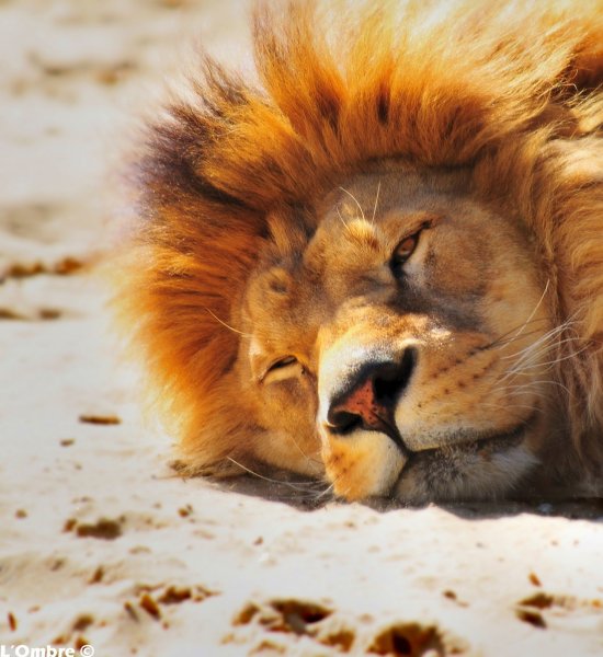 Лев на солнышке