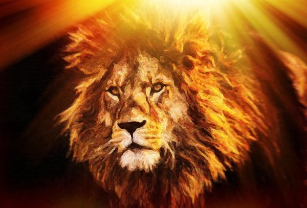 Лев и солнце картинки