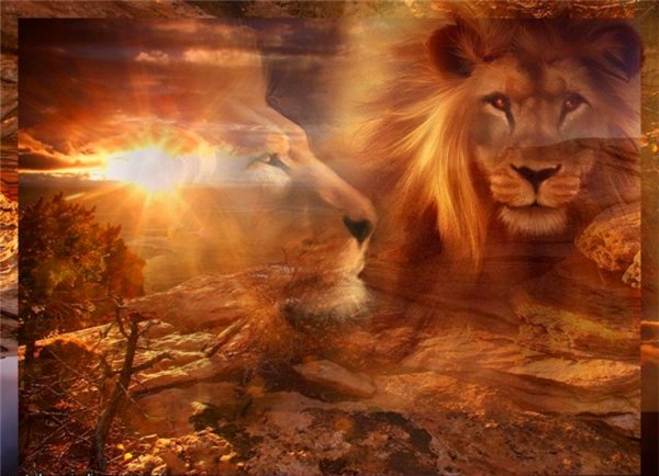 Лев в лучах солнца