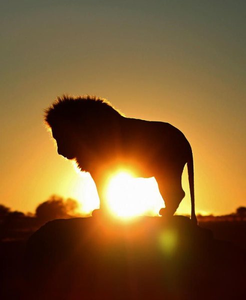 Лев на солнышке