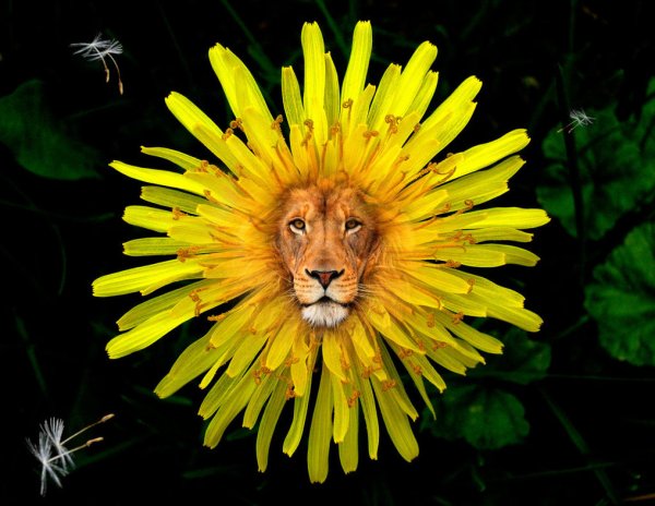 Лев и цветы