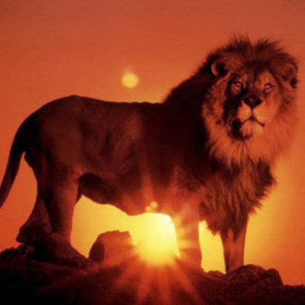 Лев на закате