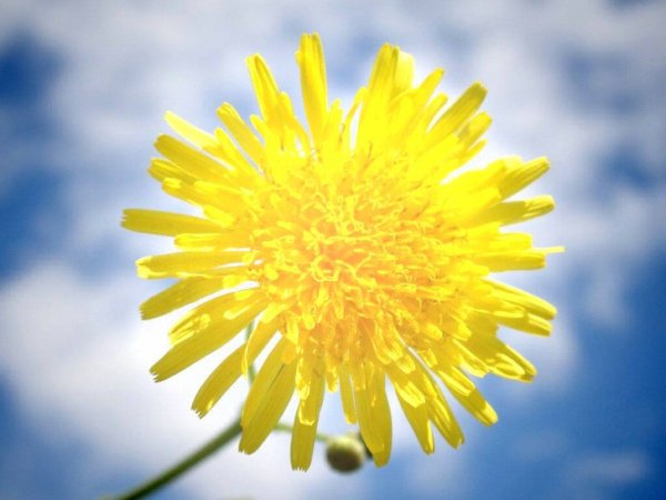 Одуванчики в лучах солнца Весна