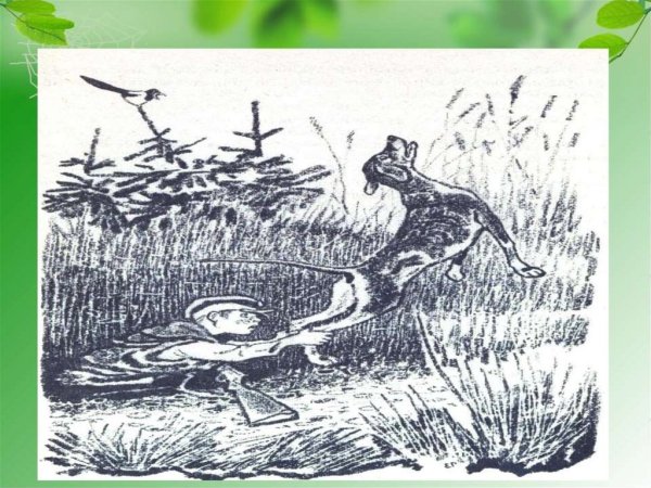 Иллюстрации к книге кладовая солнца пришвин