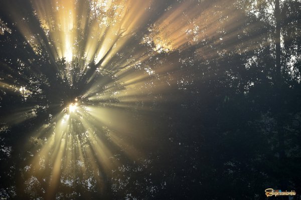 В Луче света