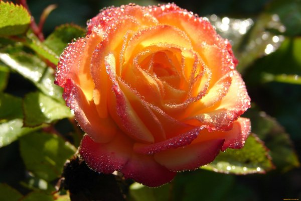 Роза в росе