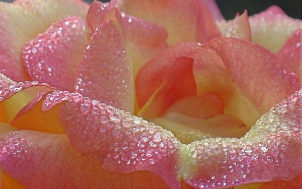 Утренние цветы в росе