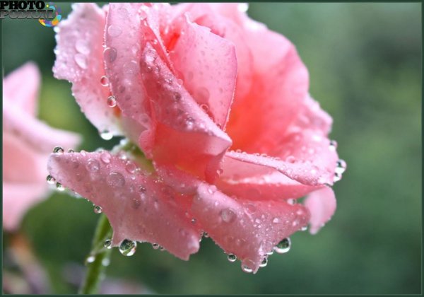 Цветочек с росой