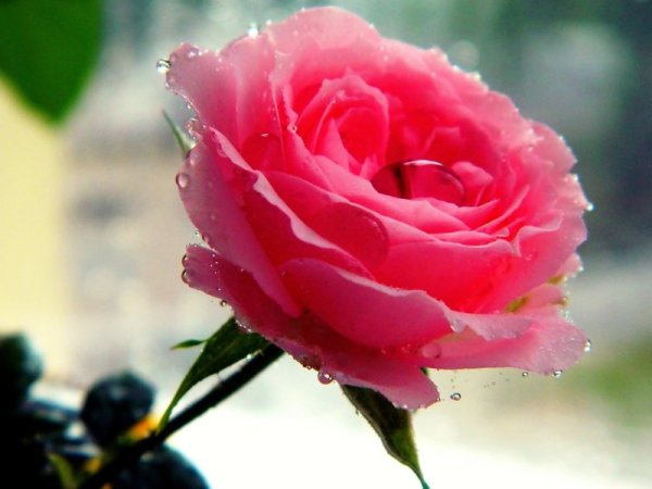 Розовая роза на солнце