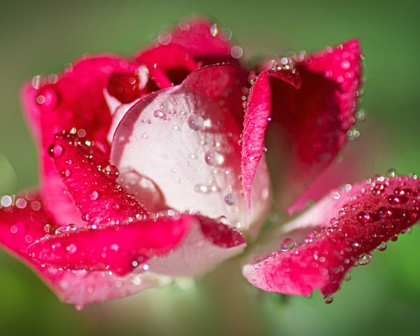 Роза капли