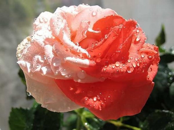 Чайная роза после дождя